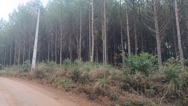 FAZENDA DE PINUS 8470 Ha