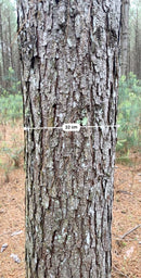 FLORESTA DE PINUS  25.000 ÁRVORES / SC