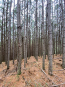 FLORESTA DE PINUS  25.000 ÁRVORES / SC