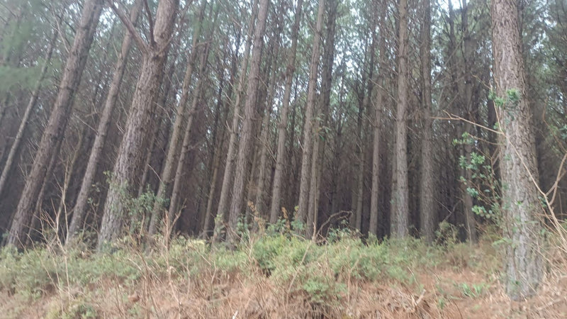 FAZENDA DE PINUS 8470 Ha