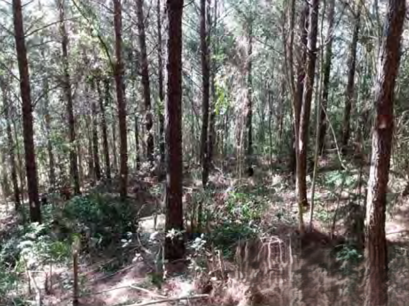 PINUS FLORESTA E PROPRIEDAE