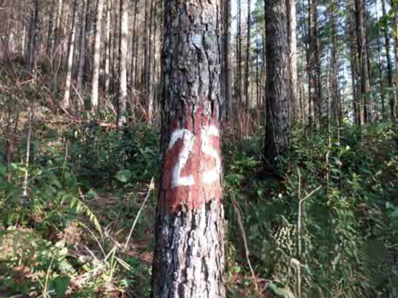 PINUS FLORESTA E PROPRIEDAE