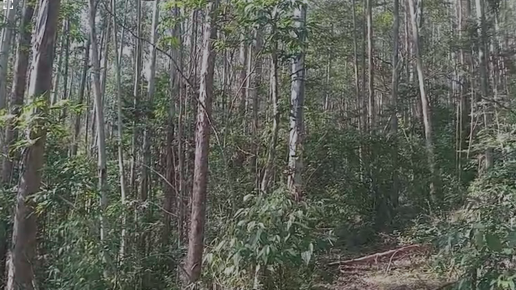 EUCALIPTO FLORESTA 54 Ha