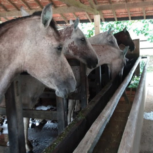 HARAS 11300 ALGUEIRES RJ