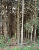 EUCALIPTO   SANTA CATARINA