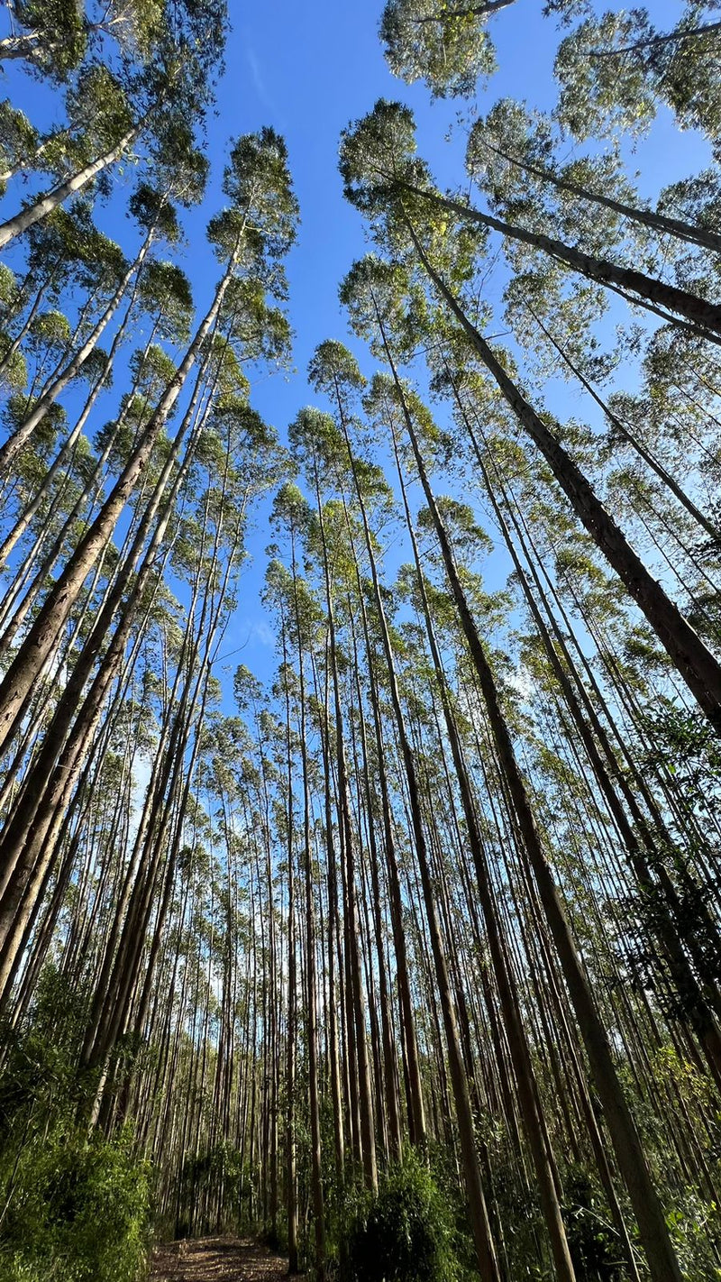 EUCALIPTO FLORESTA EM SÃO PAULO