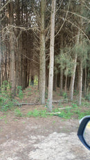 PINUS  SANTA CATARINA