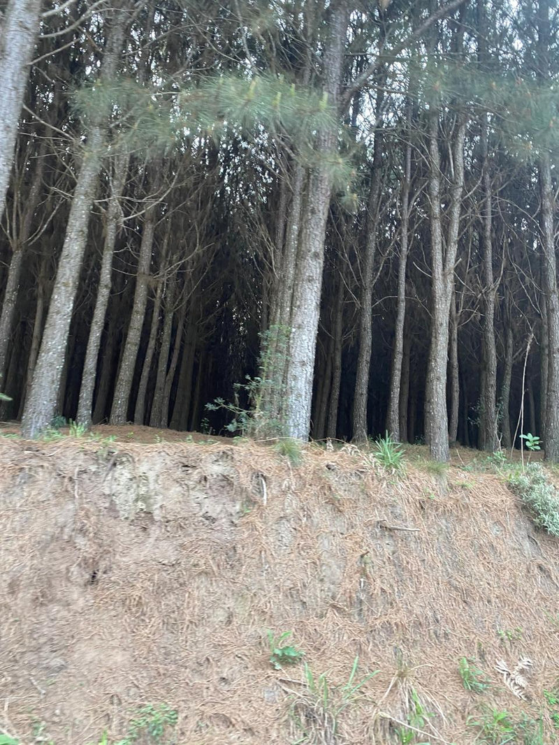 PINUS, REFLORESTAMENTO, SANTA CATARINA