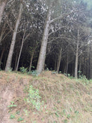 PINUS  SANTA CATARINA