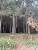 PINUS  SANTA CATARINA