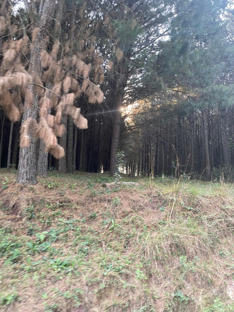 PINUS, REFLORESTAMENTO, SANTA CATARINA