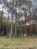 PINUS  SANTA CATARINA