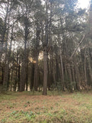 PINUS  SANTA CATARINA