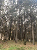 PINUS  SANTA CATARINA