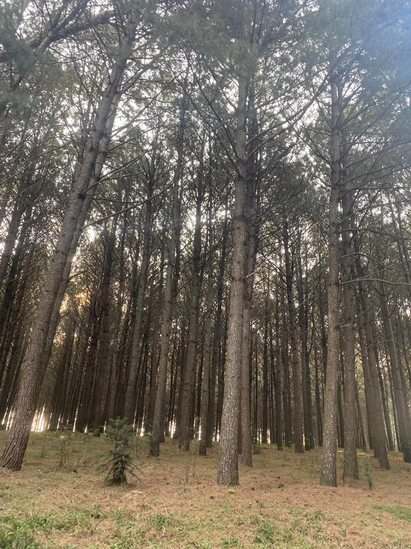 PINUS, REFLORESTAMENTO, SANTA CATARINA