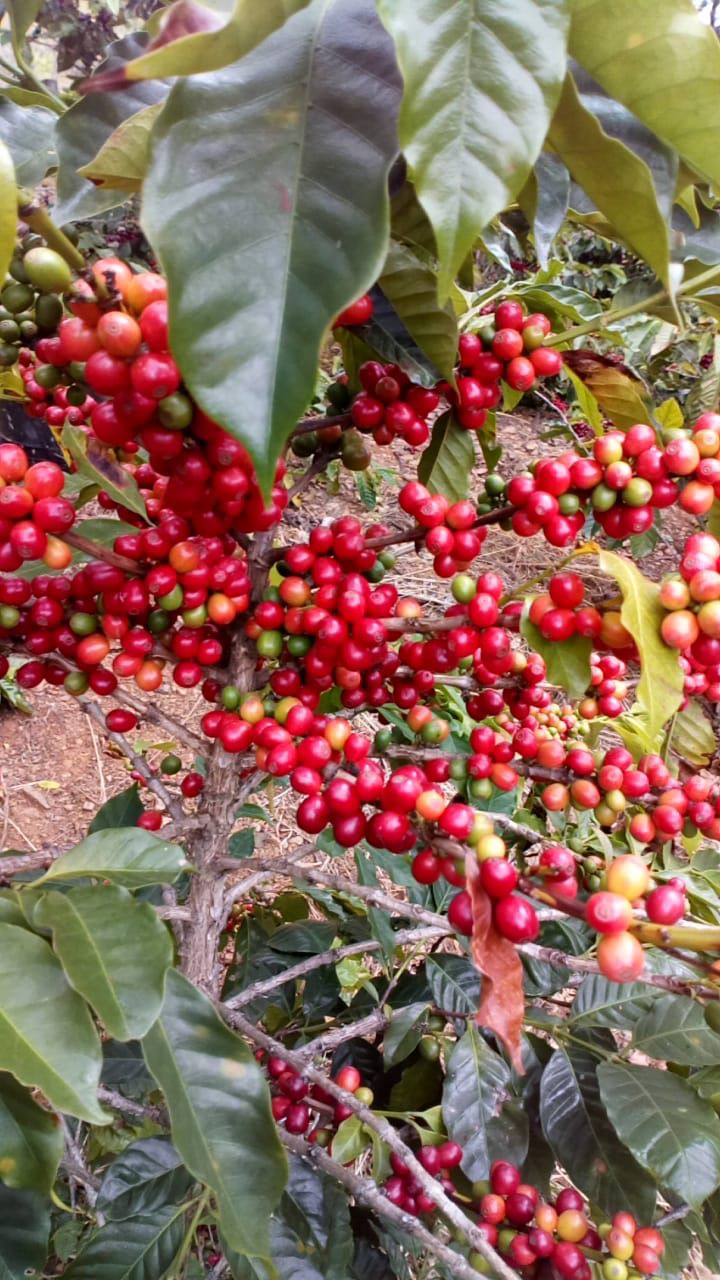 CAFÉ EM GRÃOS