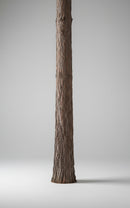 PINUS ACIMA 40 ANOS + 10 MILHÕES ÁRVORES