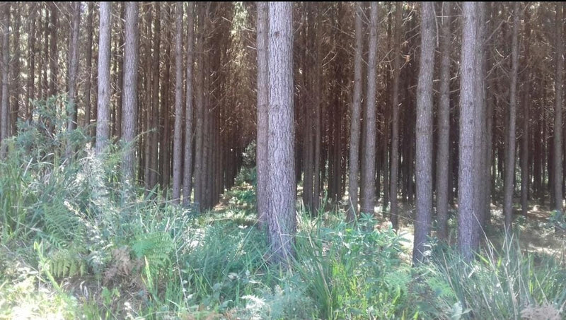 PINUS ACIMA 40 ANOS + 10 MILHÕES ÁRVORES