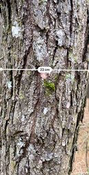 FLORESTA DE PINUS  25.000 ÁRVORES / SC