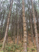 FLORESTA DE PINUS  25.000 ÁRVORES / SC