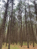 FLORESTA DE PINUS  25.000 ÁRVORES / SC