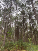 FLORESTA DE PINUS  25.000 ÁRVORES / SC