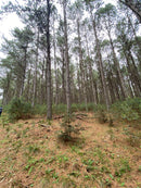 FLORESTA DE PINUS  25.000 ÁRVORES / SC