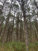 FLORESTA DE PINUS  25.000 ÁRVORES / SC
