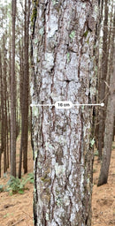 FLORESTA DE PINUS  25.000 ÁRVORES / SC