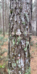FLORESTA DE PINUS  25.000 ÁRVORES / SC