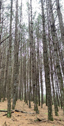 FLORESTA DE PINUS  25.000 ÁRVORES / SC