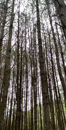 FLORESTA DE PINUS  25.000 ÁRVORES / SC