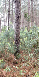 FLORESTA DE PINUS  25.000 ÁRVORES / SC
