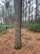 FLORESTA DE PINUS  25.000 ÁRVORES / SC