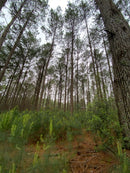 FLORESTA DE PINUS  25.000 ÁRVORES / SC