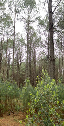 FLORESTA DE PINUS  25.000 ÁRVORES / SC