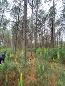 FLORESTA DE PINUS  25.000 ÁRVORES / SC