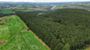 FLORESTA DE PINUS  25.000 ÁRVORES / SC