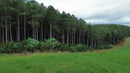 FLORESTA DE PINUS  25.000 ÁRVORES / SC