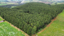 FLORESTA DE PINUS  25.000 ÁRVORES / SC