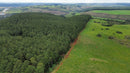 FLORESTA DE PINUS  25.000 ÁRVORES / SC