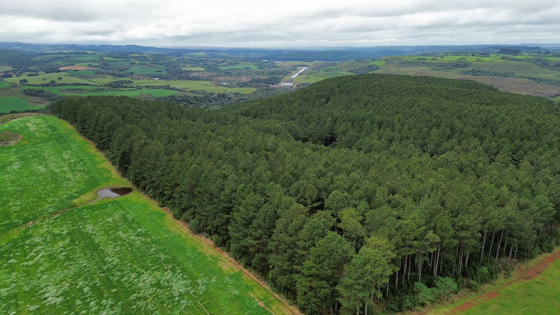 FLORESTA DE PINUS  25.000 ÁRVORES / SC