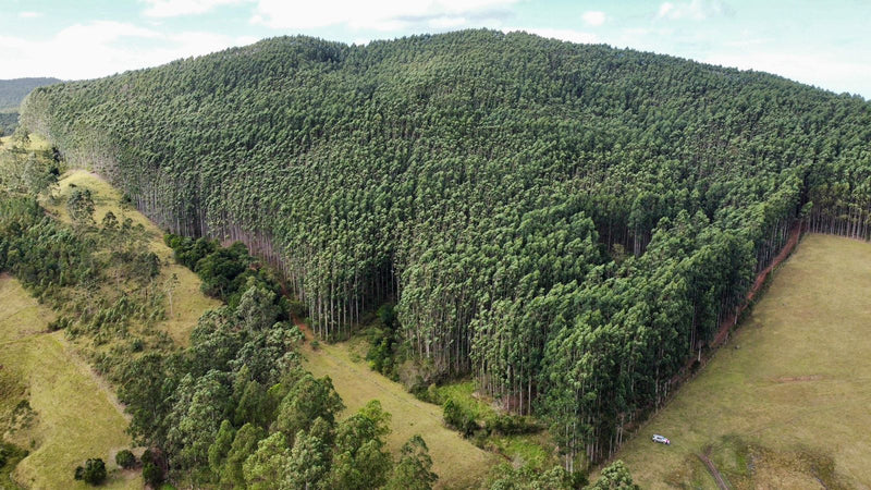 EUCALIPTO,  REFLORESTAMENTO,   SANTA CATARINA