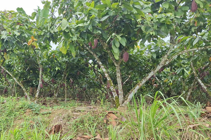 CACAU EM GRÃO