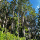 EUCALIPTO  115.000 ÁRVORES  /  SC