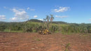 SKIDDER FLORESTAL TIGERCAT 630D – 2014 | MS
